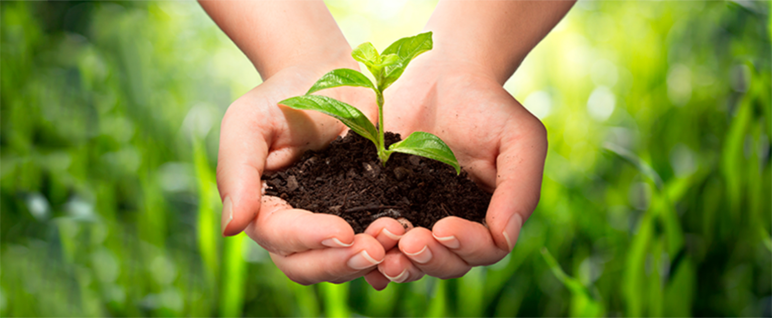 Imagem de duas mãos segurando uma muda de planta